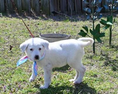 Chaquita - Great Pyrenees/Akbash Mix Female Puppy for Adoption