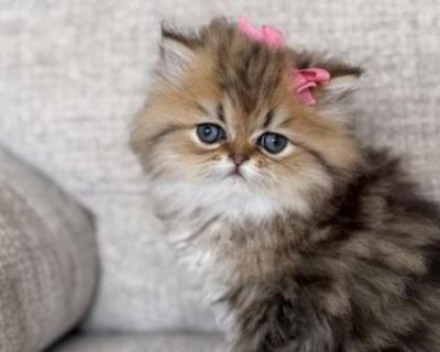 Golden Girl Flat Face2 - Persian Female Kitten For Sale