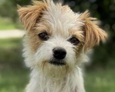 Lani - Chihuahua/Jack Russell Terrier Mix Female Dog for Adoption