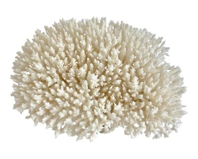 Natural Table Coral Specimen Coastal Decor