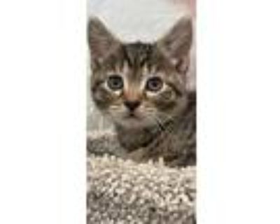 Atlas, Domestic Shorthair For Adoption In Philadelphia, Pennsylvania