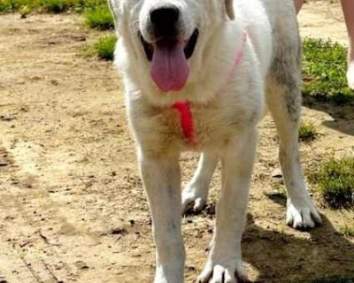 Abby URGENT - Anatolian Shepherd/Labrador Retriever Mix Female Dog for Adoption
