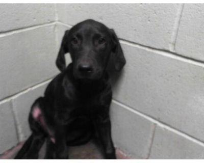 HERSHEY - Labrador Retriever Male Puppy for Adoption