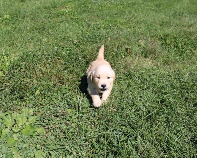 3 Male and 2 Female Golden Retriever Puppies for Sale