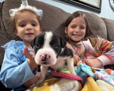 Tater tot $395 - Australian Shepherd/Border Collie Mix Male Puppy for Adoption