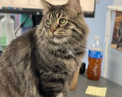 Gonzo - Domestic Long Hair Male Cat for Adoption