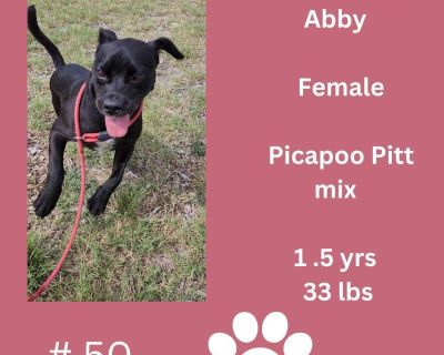 Abby - Mixed Breed Female Dog for Adoption