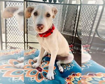 Kyra Gates - Female Labrador Retriever-Unknown Mix Baby for Adoption