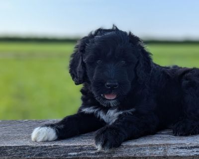 8 Male Portuguese Water Dog Puppies for Sale