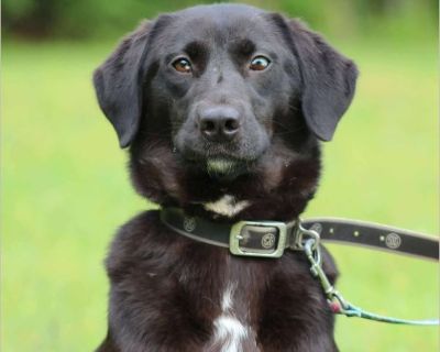 Bonnie - Female Puppy Lab for Adoption