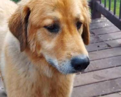Tucker Boy - Golden Retriever Male Dog for Adoption