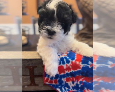 Litter of 6 - Havanese Male Puppy for Sale