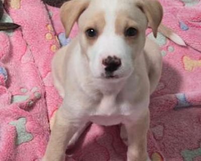 Annabelle - Terrier (Unknown Type, Medium) Female Puppy for Adoption