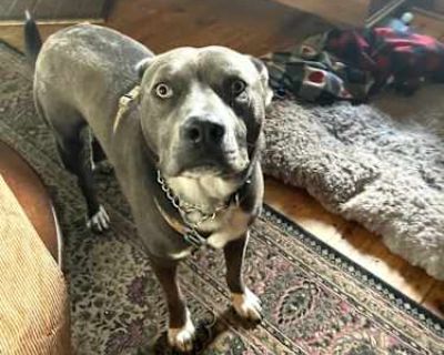 rudy - Labrador Retriever/Mutt Mix Male Dog for Adoption