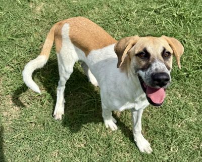Henry - American Foxhound Mix Male Puppy for Adoption