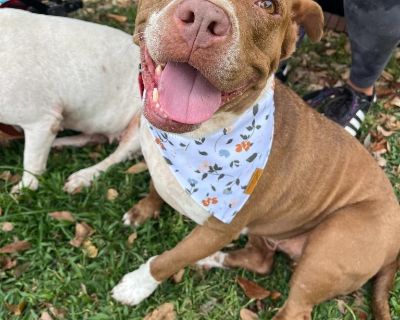 Meet Tulip! Tulip is a sweet girl who was rescued from a case of neglect where she was living on a rooftop for a number of years with 3 other dogs, all now in our care. Tulip is a fun loving dog who will bring joy to any family!. Out-of-town pets are cared for by non-local organizations who can make arrangements for the pet to be transported to your area. Learn More. Adult Female Medium