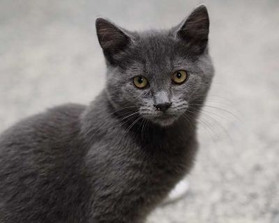Skeeter - Domestic Shorthair Male Kitten for Adoption