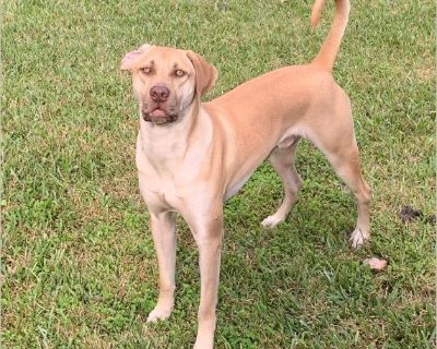 Brannigan - Male Puppy Black Mouth Cur for Adoption