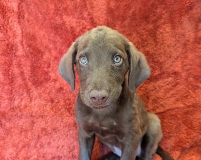 Belmont - Labrador Retriever Mix Male Puppy for Adoption