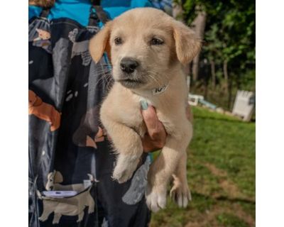 Denim - Hound (Unknown Type) Male Puppy for Adoption