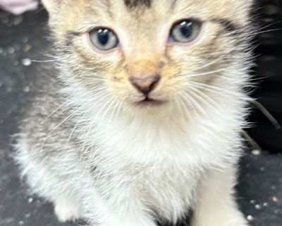 Whisker / Opal - Domestic Short Hair Mix Female Cat for Adoption