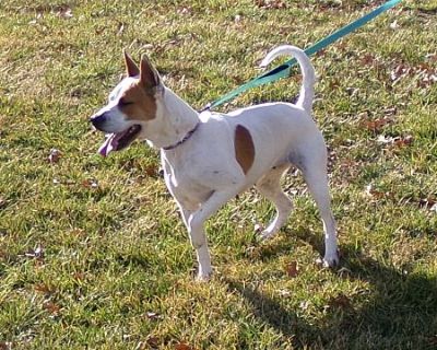 Franny - Cattle Dog/Pointer Mix Female Dog for Adoption