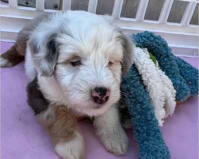 Crash Aussiedoodle Full size Birthday 9/15/2025 ***Blind and deaf*** Adopted fee $1250 Crash and Eddie are Aussiedoodle brothers with special needs. But don't let that fool you! They are both happy and love playing. They like snuggles and don't know they are different! We love for them to be adopted together. Please complete an adoption application at https://form.jotform.com/202126352339045 Ap...