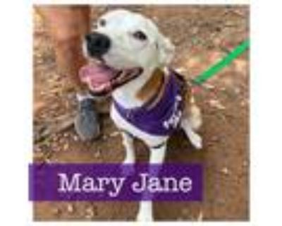 Adopt Mary Jane a Border Collie, Boxer