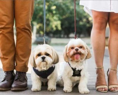 Petey and Ted - Shih Tzu Male Dog for Adoption