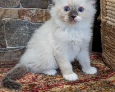 Bella - Ragdoll Female Kitten For Sale