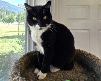 Lilli - Domestic Shorthair Female Cat for Adoption