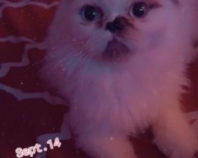 Mclovin Last Baby Boy - Persian Male Kitten For Sale