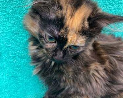 Breeanna - American Bobtail Female Cat for Adoption