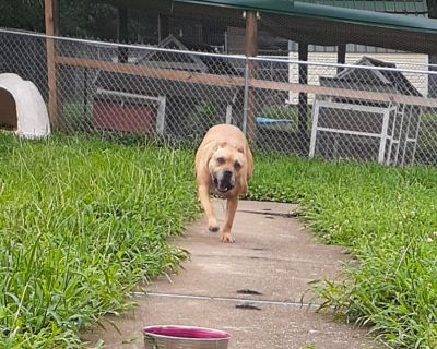 Holly - Boxer & American Staffordshire Terrier Mix Female Dog for Adoption