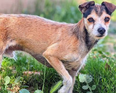 Spindle - Jack Russell Terrier Male Dog for Adoption