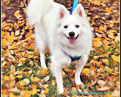 Little rascals hot sale japanese spitz