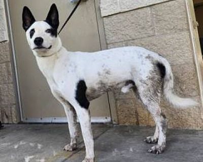 Chet - Australian Kelpie/Australian Cattle Dog Mix Male Dog for Adoption