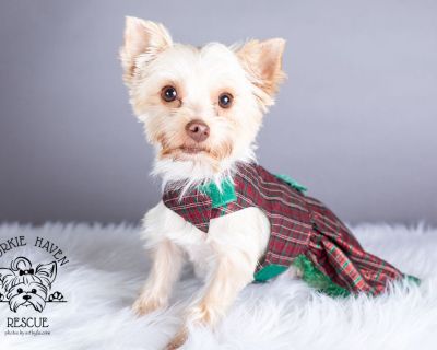 Shelby - Yorkshire Terrier Female Dog for Adoption