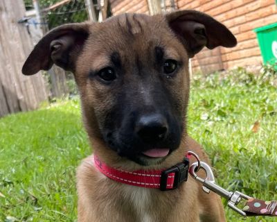 Kelsey - Belgian Shepherd / Malinois & German Shepherd Dog Mix Female Puppy for Adoption