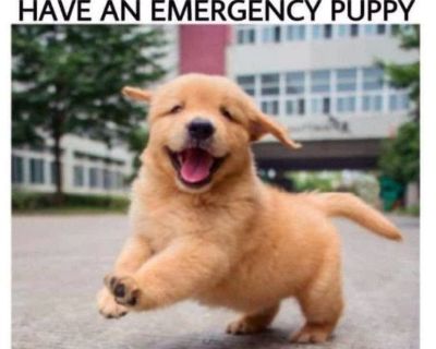 Dog Supplies – Discount Prices - Shop Now!