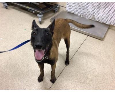 Dog - Belgian Malinois Female Dog for Adoption