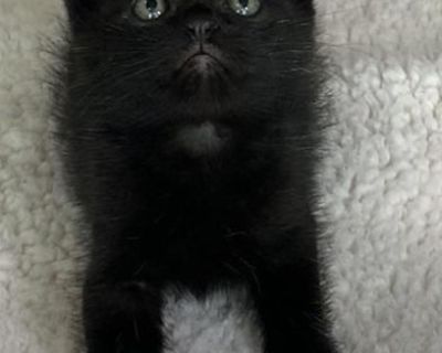 Ember - Domestic Medium Hair Male Cat for Adoption