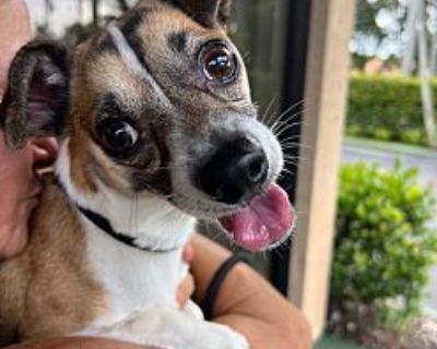 Marcel - Jack Russell Terrier Male Puppy for Adoption