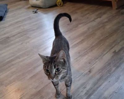 Young. Gray, blue or silver tabby