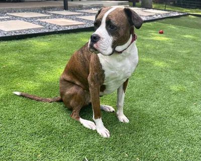 Sophie - Boxer/American Bulldog Mix Female Dog for Adoption