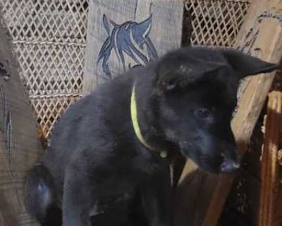 Yellow - German Shepherd Dog Female Puppy for Adoption