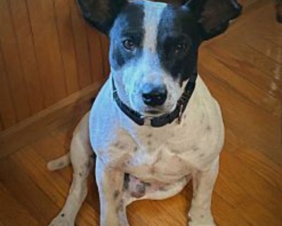 Baxter - Rat Terrier Male Dog for Adoption