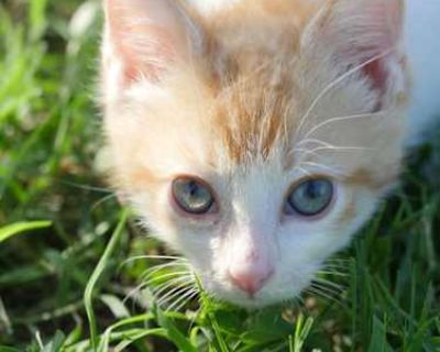 Silas - Domestic Shorthair Male Cat for Adoption