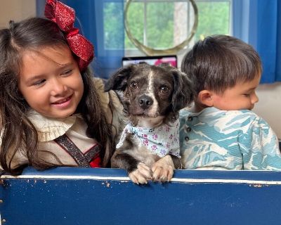 Cookie Muffin - Chihuahua & Cocker Spaniel Mix Male Dog for Adoption