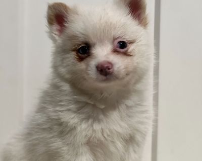 Meet Patrick, our sweet little pup with a soft, fluffy coat and the most heart-melting eyes you ll ever see. His adorable face and gentle charm make him impossible not to love. Raised with kids and cared for with lots of affection, Patrick is full of cuteness and warmth ready to bring joy and love to his forever home!. Intelligent, vocal, family-oriented